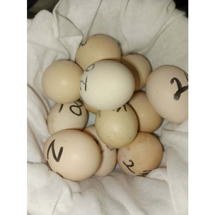 

FERTIL PAKET 10 TELUR AYAM SHAMO EROPA ORI PETARUNG BISA UNTUK DI TETASKAN