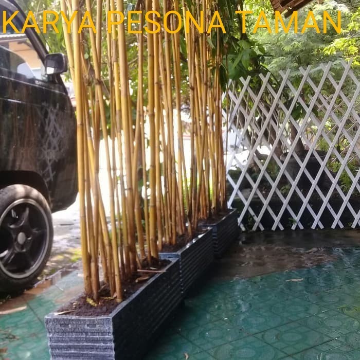 paket bambu kuning plus pot minimalis panjang 1 meter