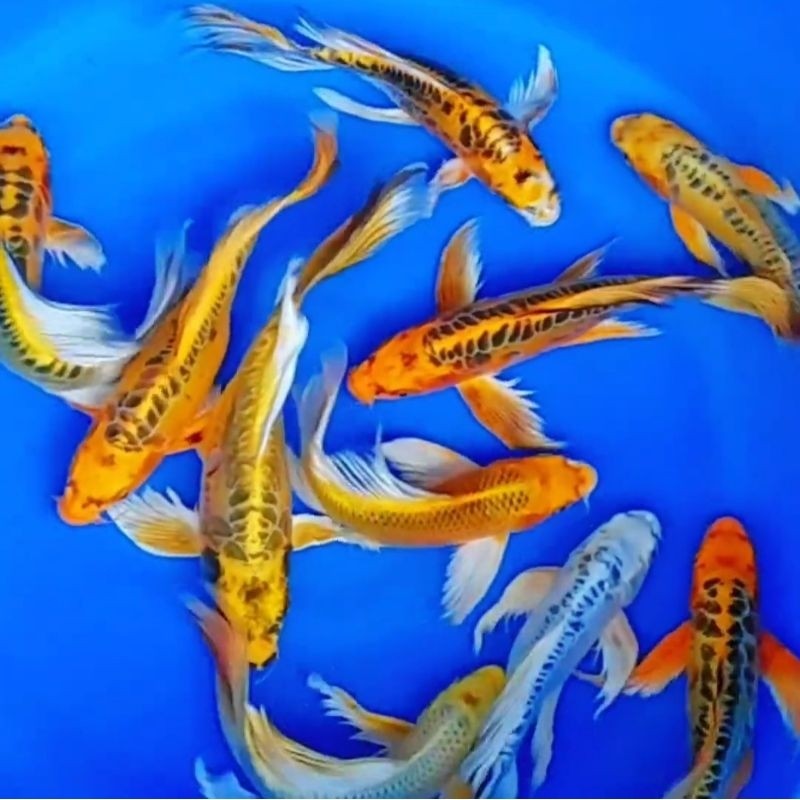 Koi Slayer Metalik Sisik NAGA SANGAR