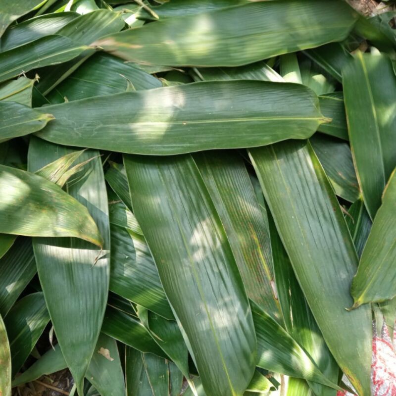 

Daun Bambu Segar - Untuk Bungkus Backang 10 Lembar