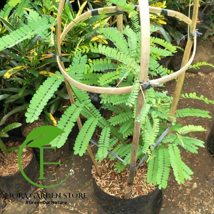 Tanaman Herbal Daun saga - Pohon Daun saga