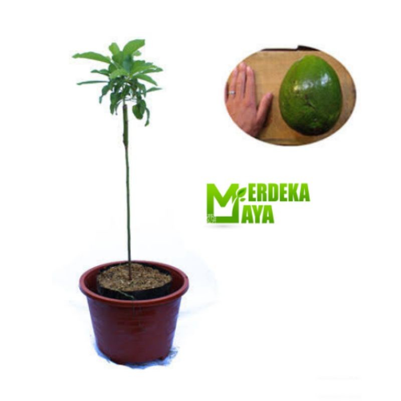 bibit Alpukat Mentega Miki depok