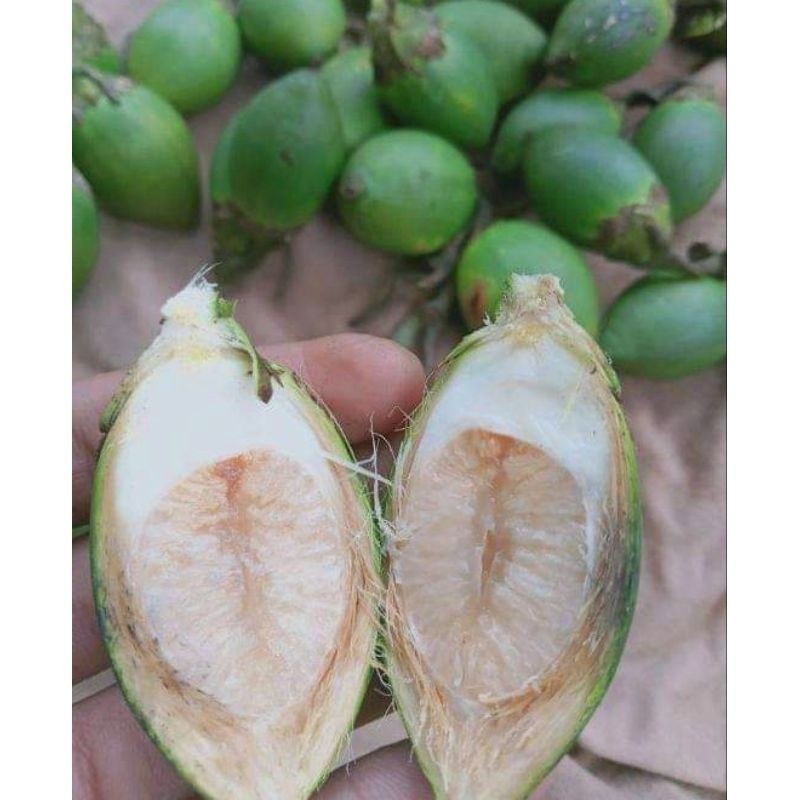 

Buah pinang muda (500grm /Buah jambe/jebug