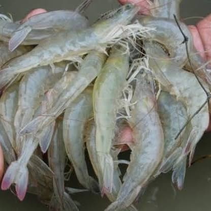 SALE -Udang vaname hidup live