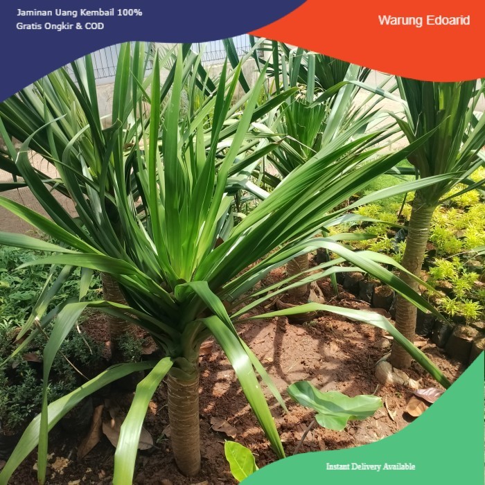 Pohon Pandan Bali 1 Meter Tampungan