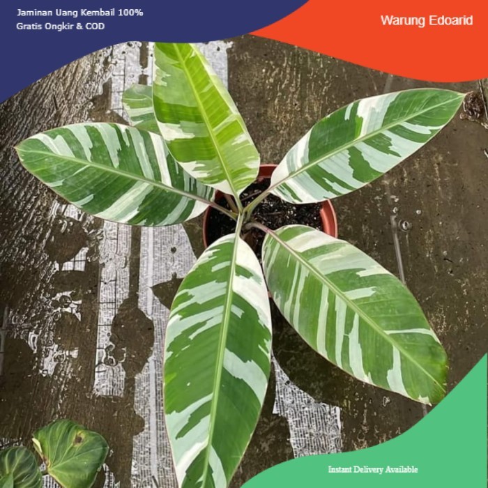 Pohon Pisang Variegata / Musae Variegata