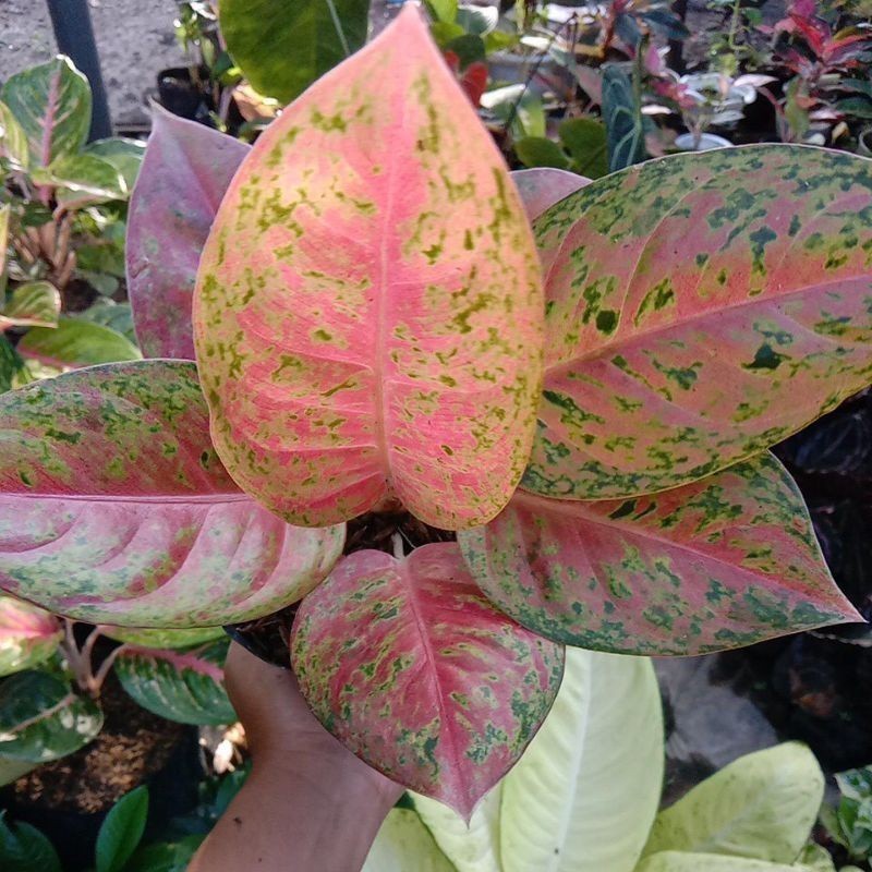 KOKOWA FLORA aglonema Aglonema Bigroy lulaiwan / Bibit Aglonema bigroy murah murah