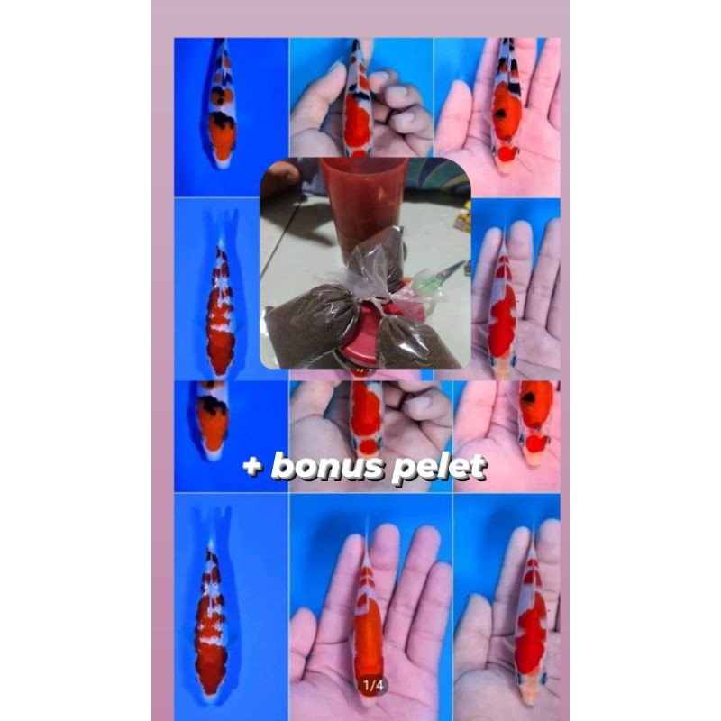 PRODUK TERLARISSS paket 10 koi5/8 cm bonus pelet terlaris
