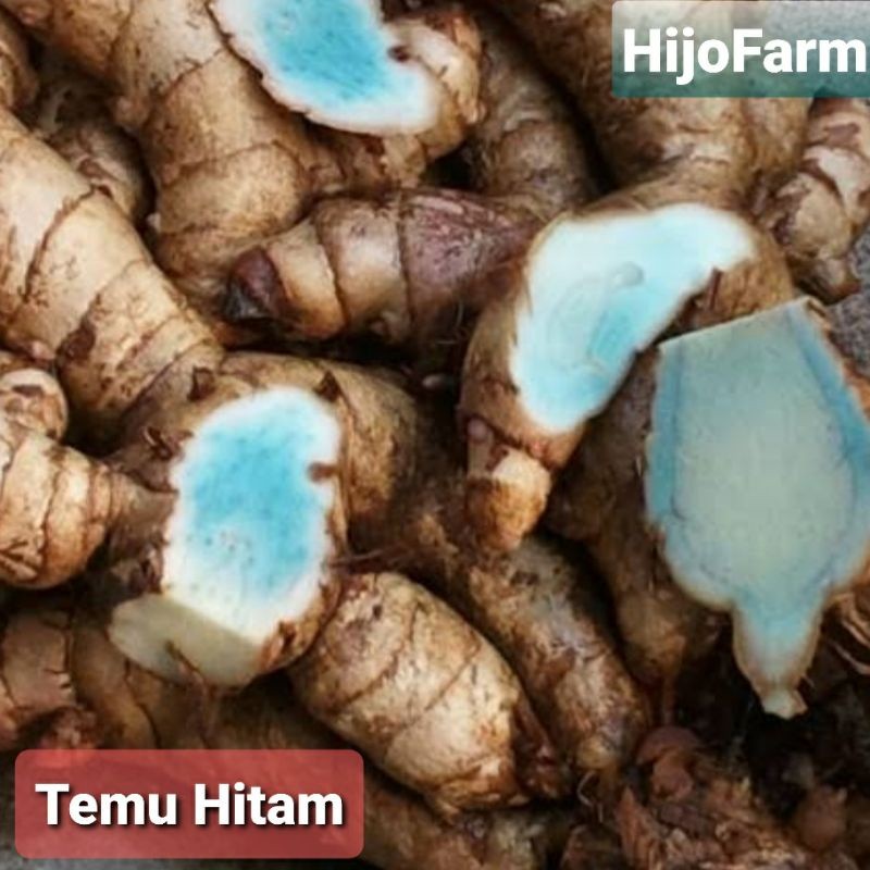 

Temu Hitam Segar 500 Gr / Temu Ireng
