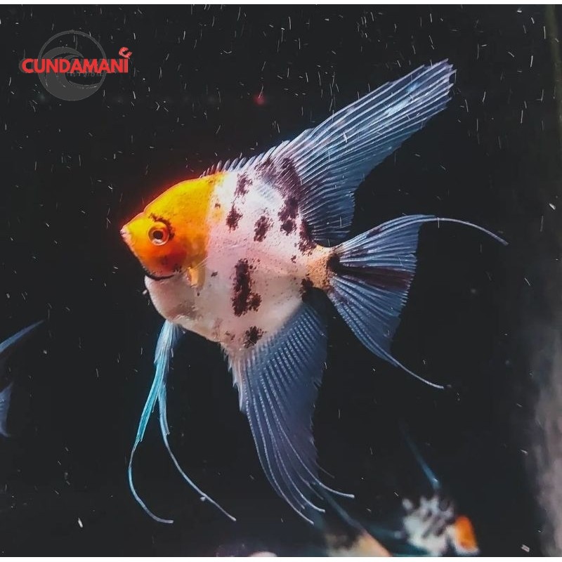 ikan manfish red devil / angelfish / ikan layang layang calon induk sepasang cunda