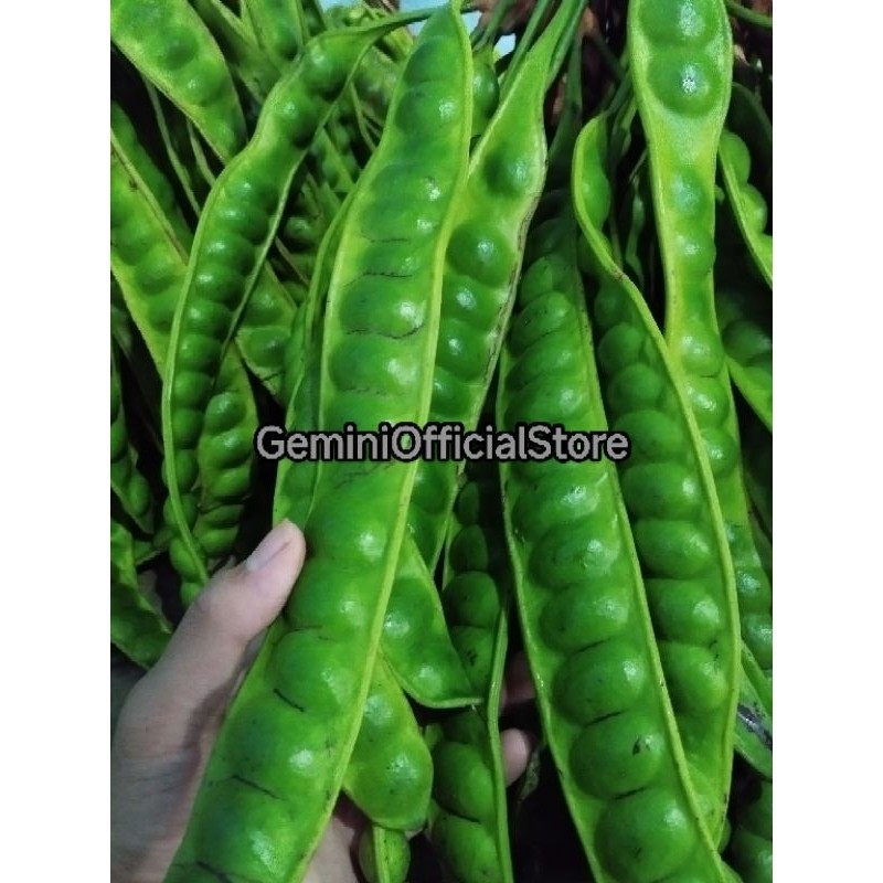 

Jual pete petai superr segar per 5 papan ^_^