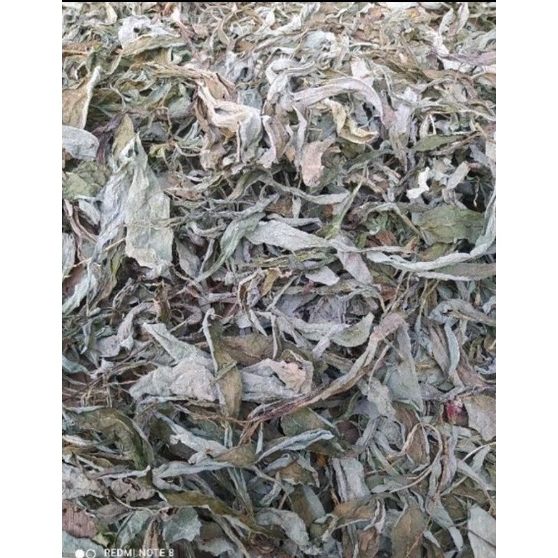 

New Promo daun tempuyung kering asli 100gram COD (B_S)