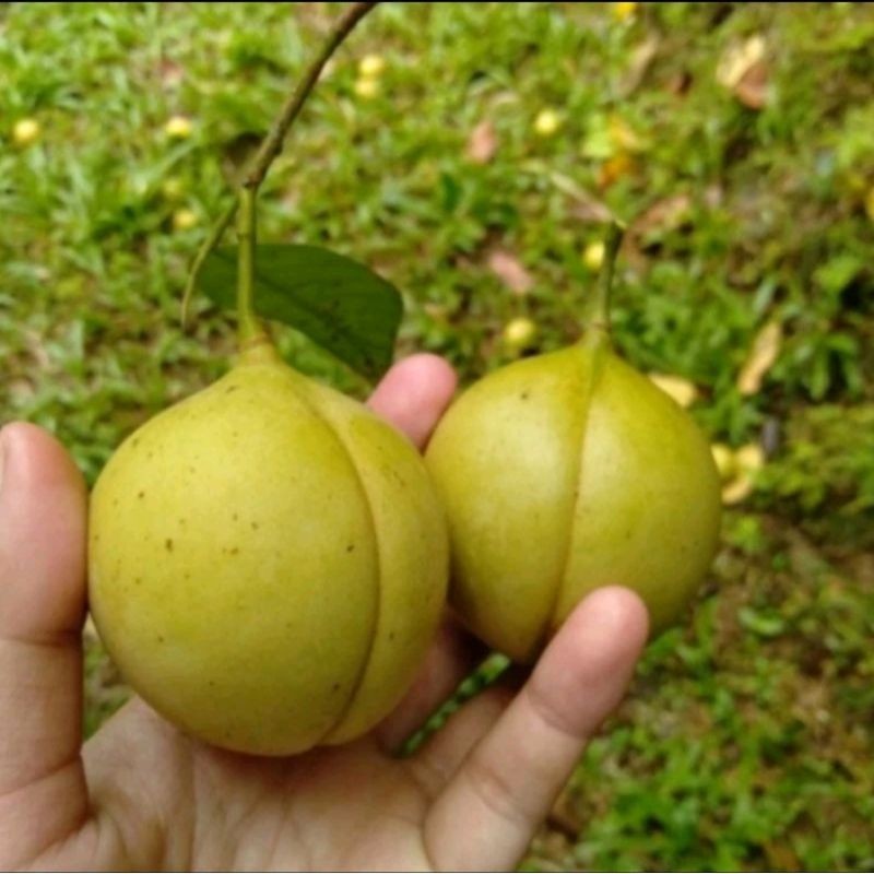 

buah pala segar. herbal Alami