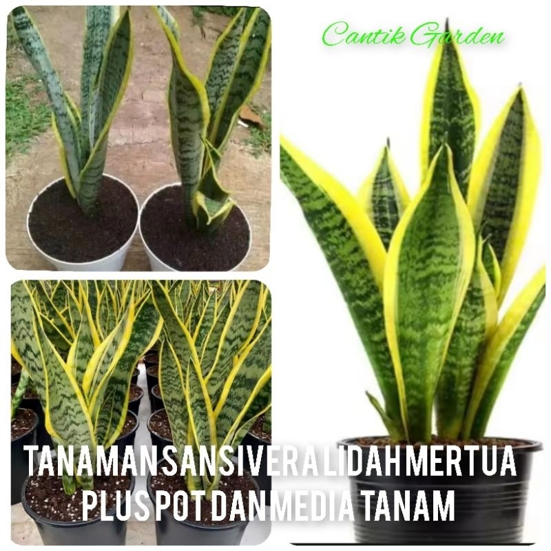 Tanaman Sansivera  Lidah Mertua Plus Pot dan Media Tanam 1 Kg