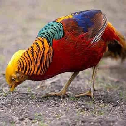 Fertil telur ayam golden pheasant hias fertil siap ditetaskan - golden pheasant