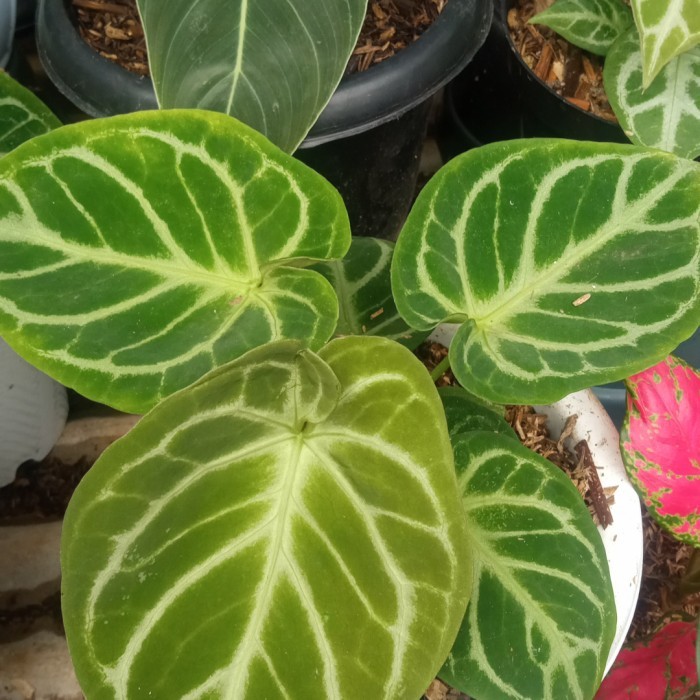 New tanaman hias kuping gajah silangan dorayaki dan silper blaz