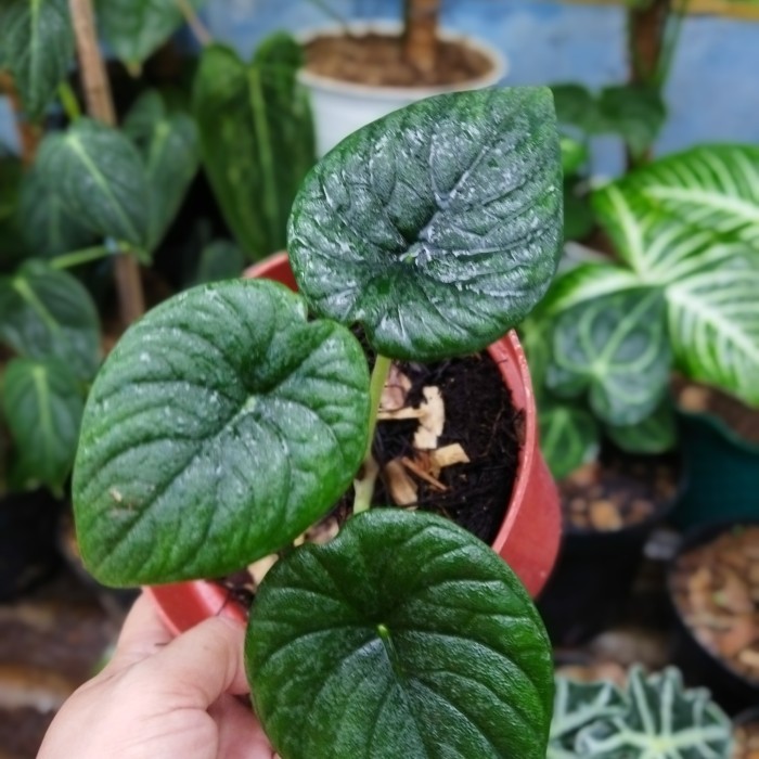 New tanaman alocasia melo badak