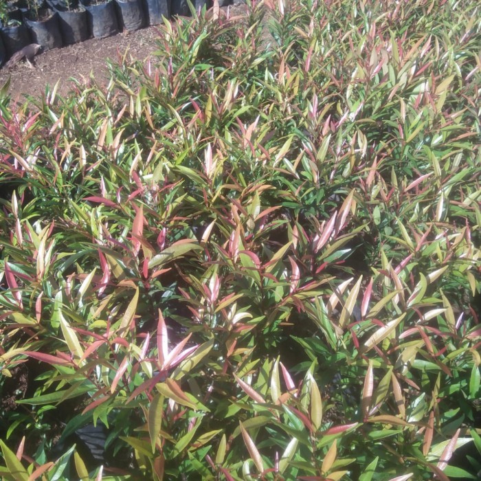 Pohon Pucuk Merah - Bibit Pohon Pucuk Merah