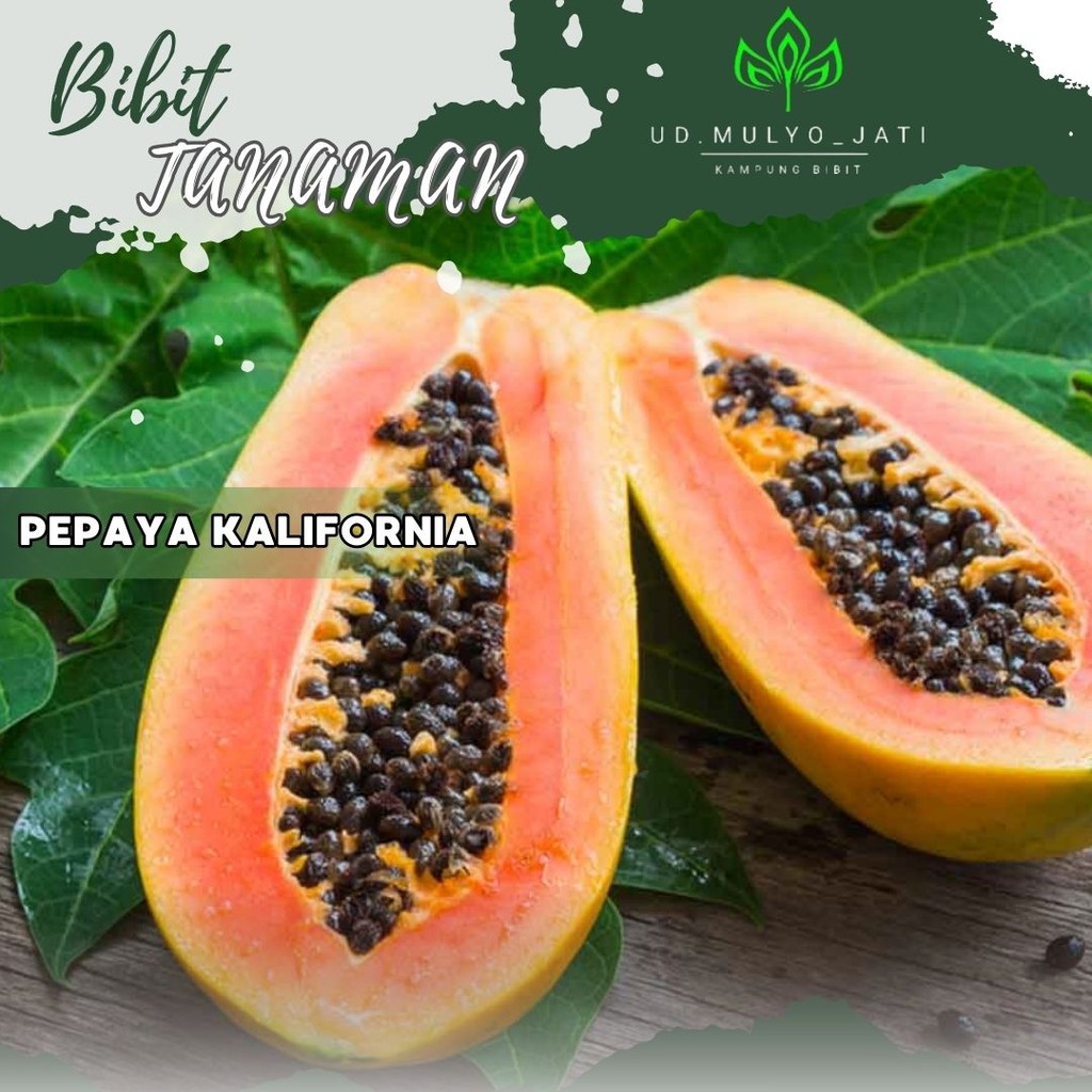 Bibit Pepaya California siap tanam