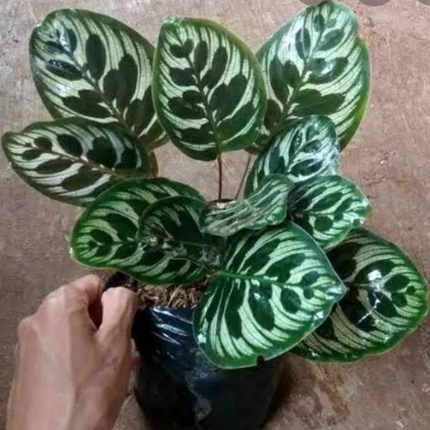 tanaman hias calathea makoyana - calathea makoyana