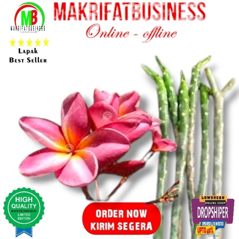 MAKRIFATBUSINESS Paket 1 Pcs 40 cm Barang Stek BUNGA KAMBOJA BALI MERAH Semboja Kemboja Frangipani P