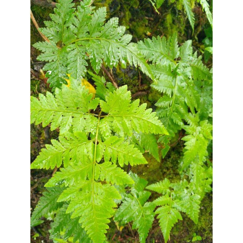 Tanaman hias pakis leather leaf SL