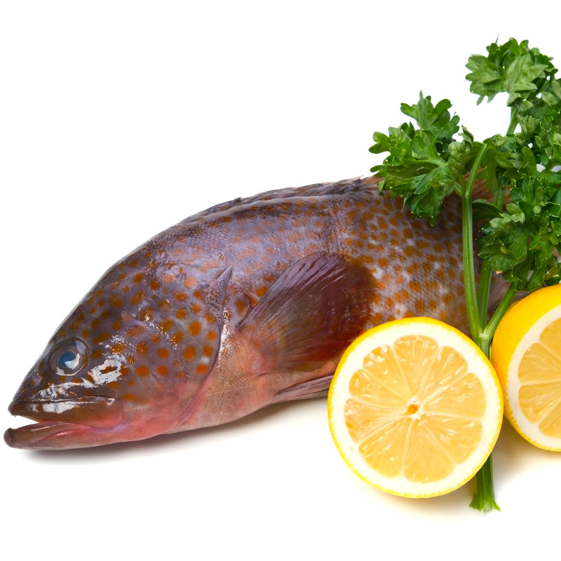 

Ikan Kerapu Segar 1kg - Lezat dan Bergizi
