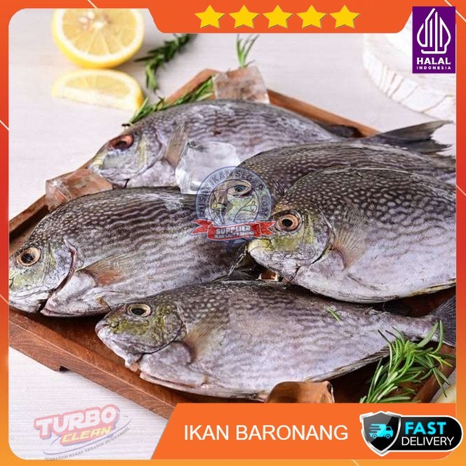 

Ikan Baronang | Fresh & Frozen