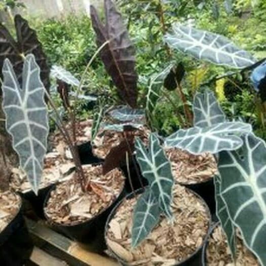 Terbaru tanaman keladi amazon - keladi zigzag - keladi amazon