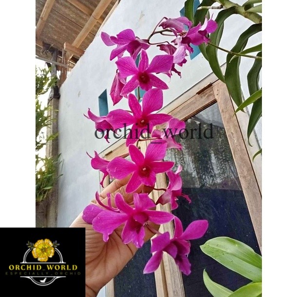 Anggrek Dendrobium Bantimurung Dewasa