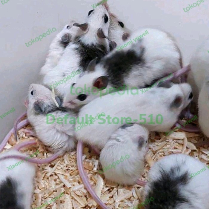 SALE -ASF PAKET CALON INDUKAN BKN MENCIT RAT BREDING KAWIN TIKUS PUTIH TIPUT - 2 female 1 male