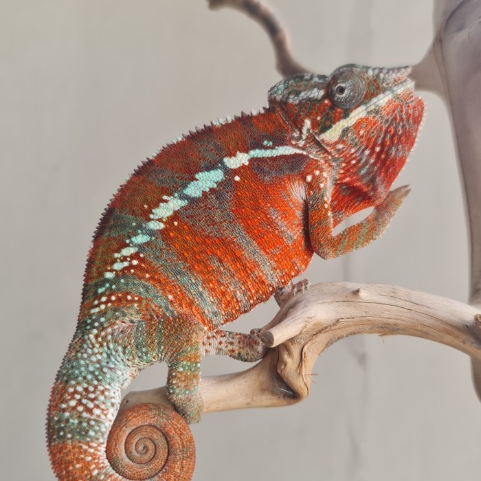 SALE -chameleon panther