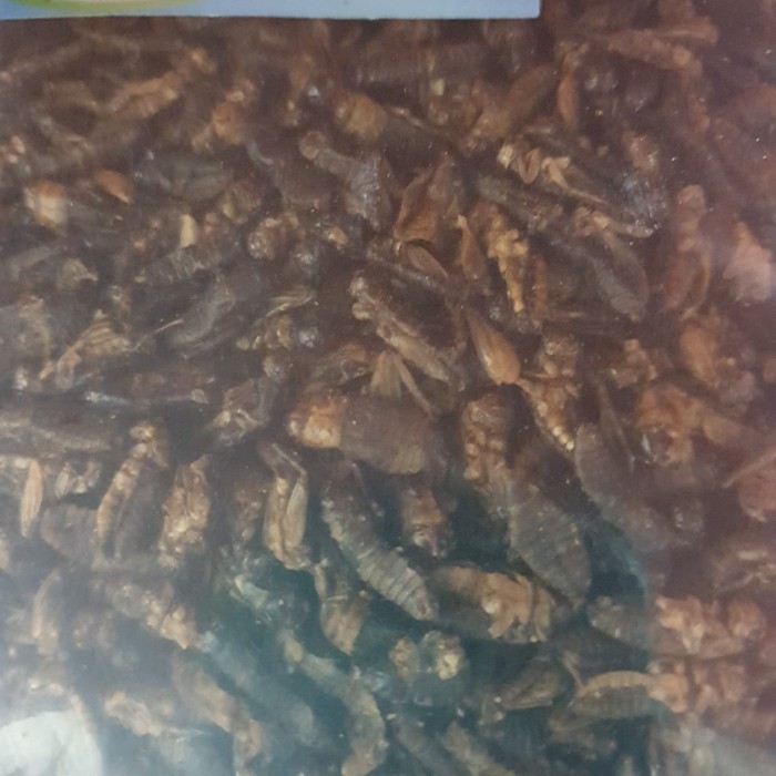 SALE -Tiger 1Kg Jangkrik kering Pakan sugar gilder landak mini hamster gecko