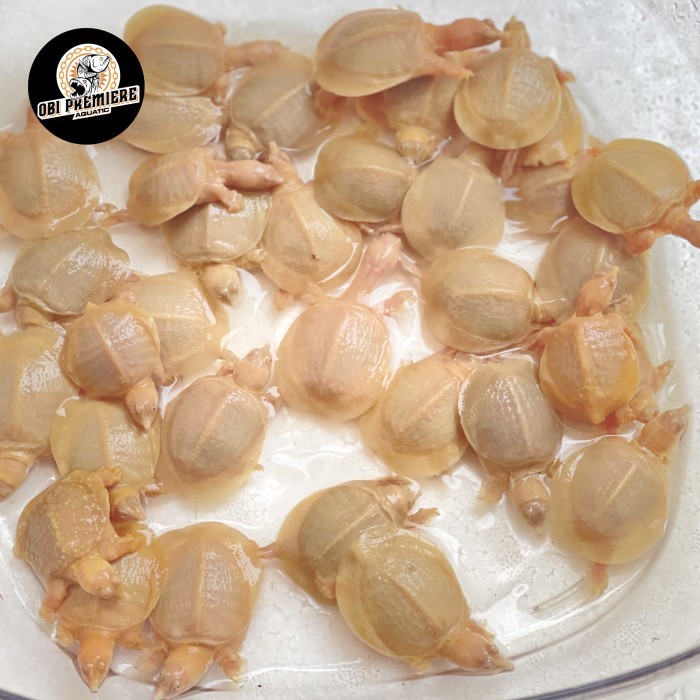 SALE -Bulus labi labi albino termurah harga grosir