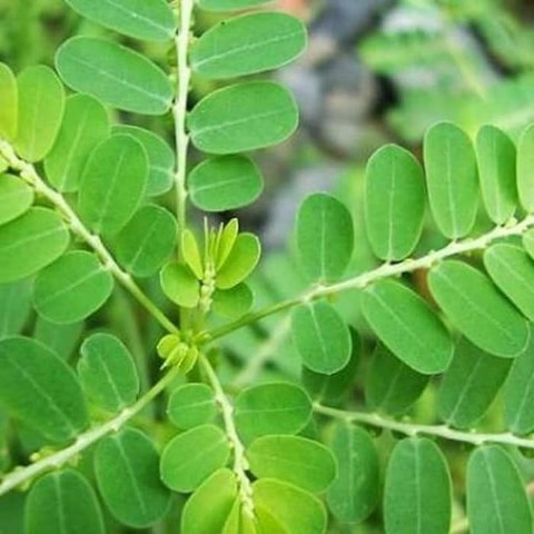 

Daun meniran segar alami 100 gram