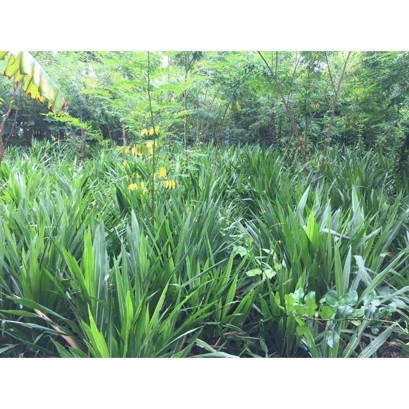 Promo bibit rumput odot kemasan 1kg kualitas super siap tanam buat pakan terbaik sapi