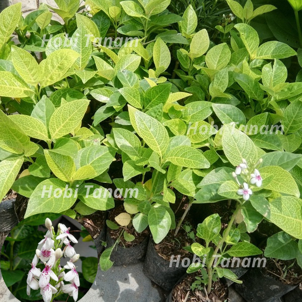 TANAMAN BUNGA MELATI JEPANG BIBIT MELATI JEPANG bibit melati wangi jepang bibit melati jumbo jepang 