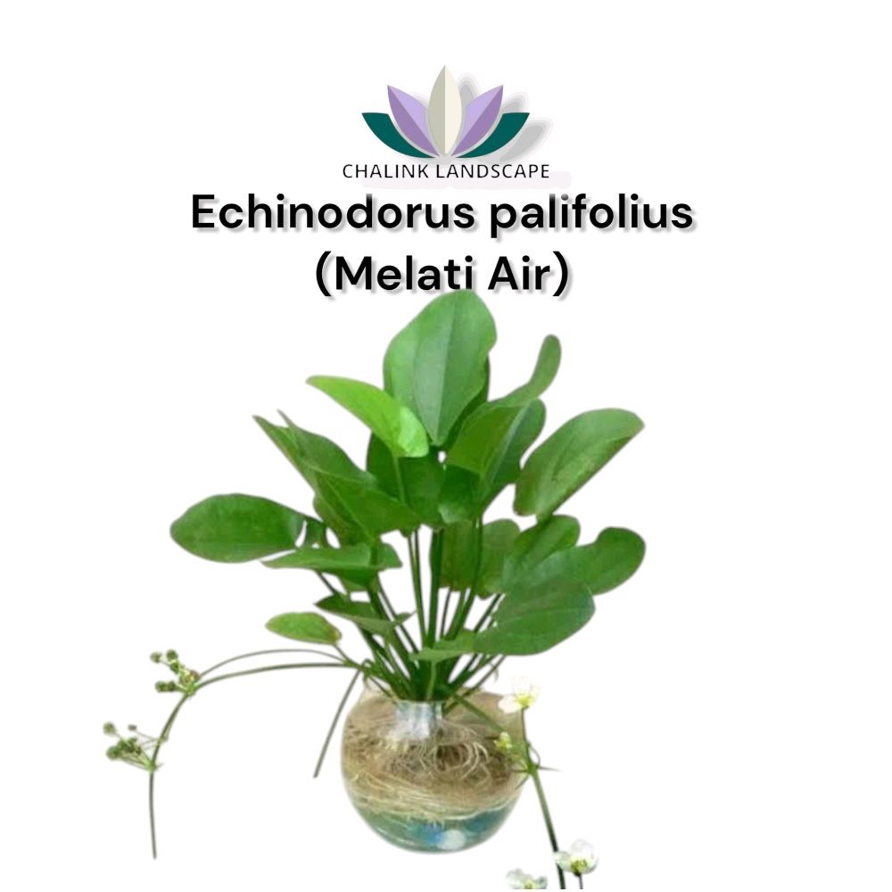 Melati Air - Tanaman Hias Bunga Melati Air - Bunga Melati - Tanaman Air - Bunga Melati Air