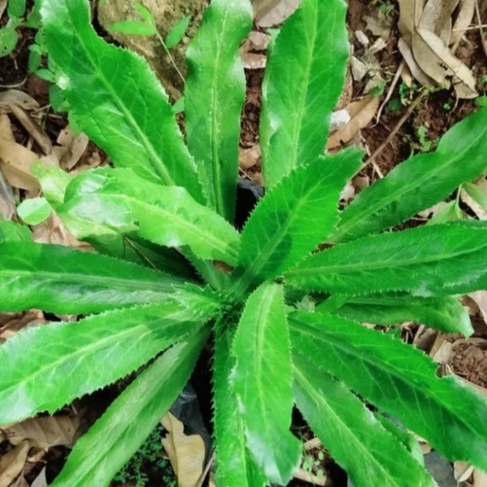 

Daun walang sangit plus akar isi 7 pohon