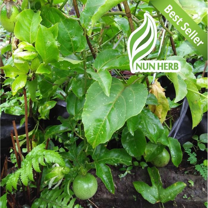 Pohon Erbis Markisa Hijau Sayur Jumbo - Tanaman Erbis Besar