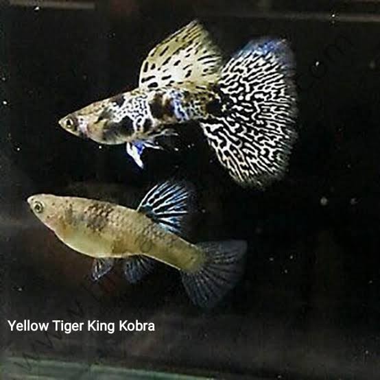 Ikan Hias Guppy Betina Indukan Yellow Tiger King Cobra YTKC  - 5 ekor