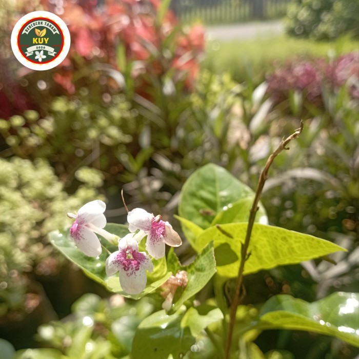 Melati Jepang Tanaman Melati Jepang Tanaman Hias Melati Jepang