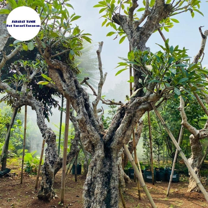 pohon kamboja fosil besar - kamboja fosil batang besar