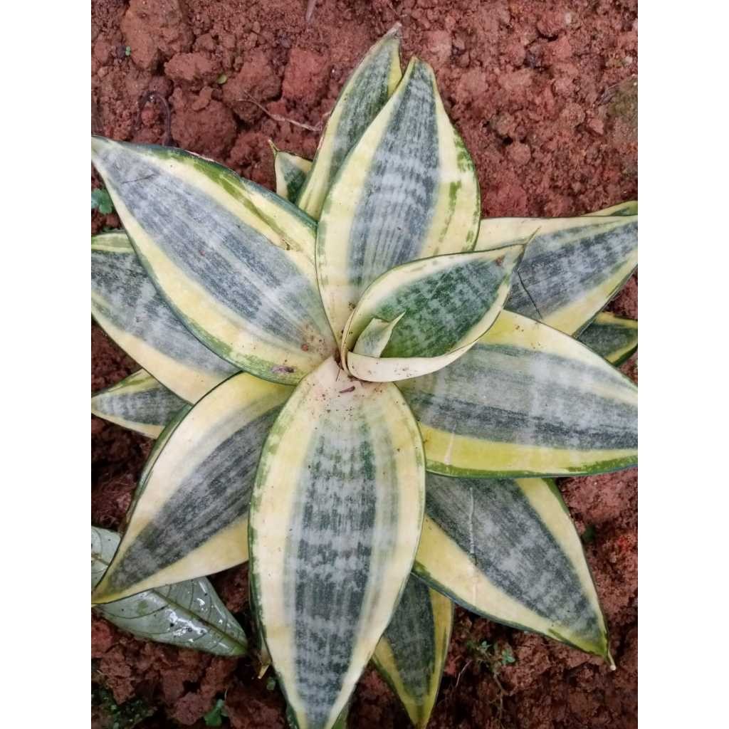 KUNING MINI CANTIK/lidah mertua kuning mini