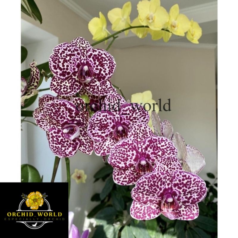 Seedling anggrek dendrobium / Bunga Anggrek hidup/ Tanaman Hias Hidup /Bunga Hias Asli/ Bunga gantun