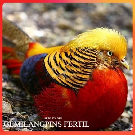 FERTIL telur ayam golden pheasant hias siap ditetaskan - golden pheasant