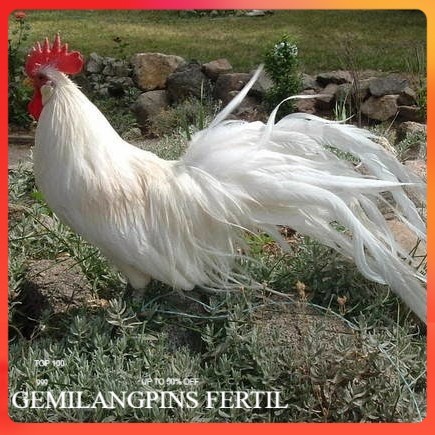 FERTIL Telur ayam hias onagadori ekor panjang fertil siap ditetaskan - ayam onagadori