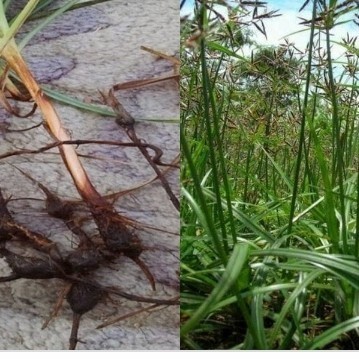 

Promo COD rumput teki segar per 250g| bisa di tanam untuk herbal