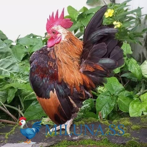 

FERTIL TELUR AYAM serama / kate lokal asli siap ditetaskan - kate lokal