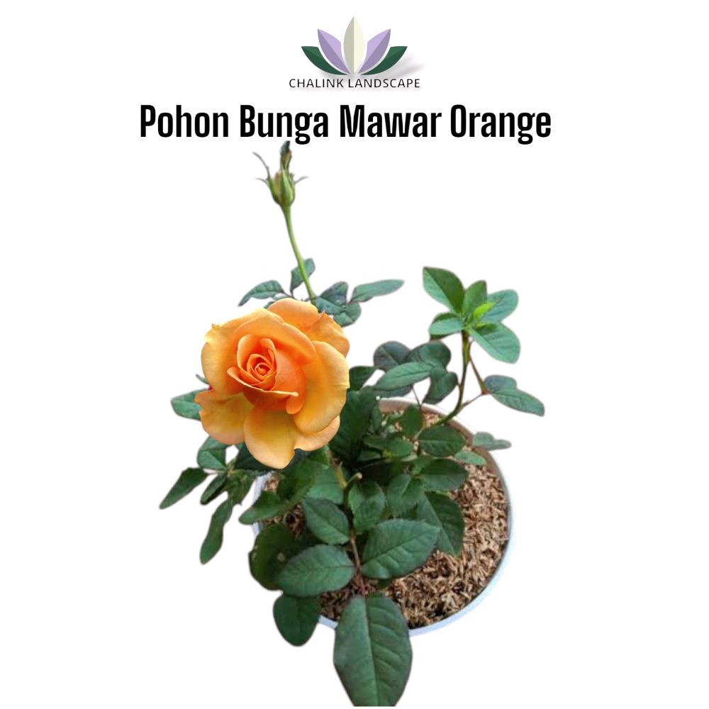 Pohon Bunga Mawar Orange - Bunga Mawar Oren - Tanaman Hias Bunga Mawar Import